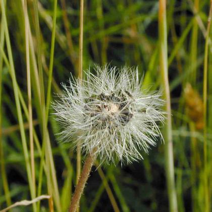 dandelion