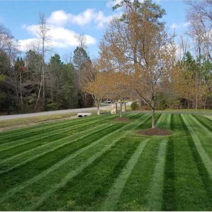 mowed lawn