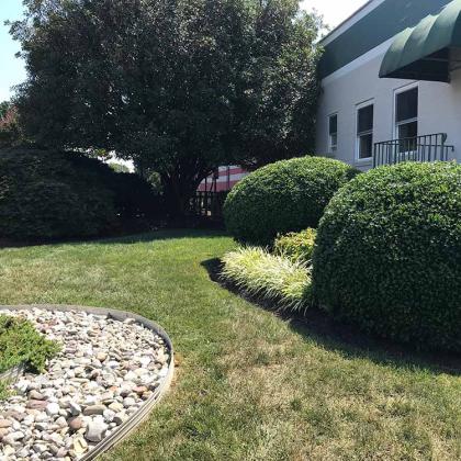 pruned bushes