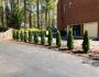 Evergreen trees planted in a bed separating properties 