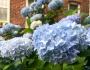 Hydrangea flower bush up close