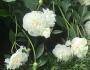 Peony bush with white flowers