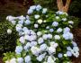 Planted flower bush in the yard
