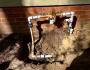 Irrigation backflow 