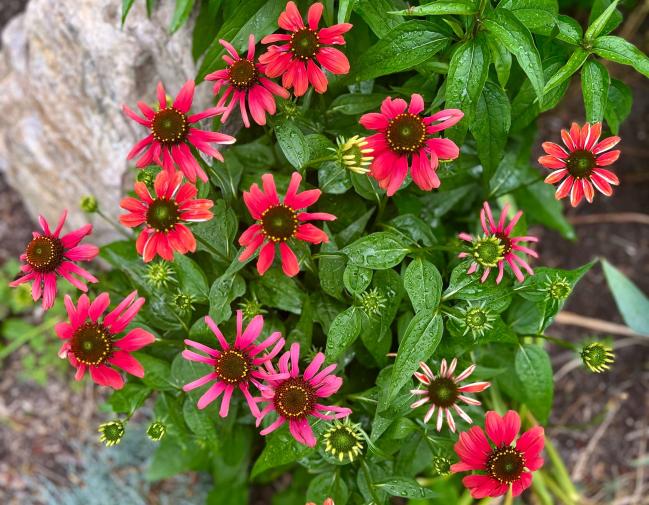 Echinacea we planted in bloom in a bed with a decorative boulder
