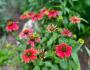 Echinacea we planted in bloom