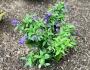 Butterfly bush we planted in bloom